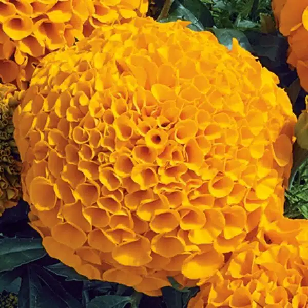 Tagetes erecta (Marigold) Antigua Orange - Afbeelding 3