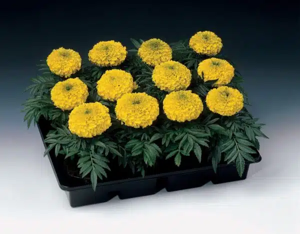 Tagetes erecta (Marigold) Antigua Yellow - Afbeelding 2