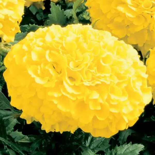 Tagetes erecta (Marigold) Antigua Yellow - Afbeelding 3
