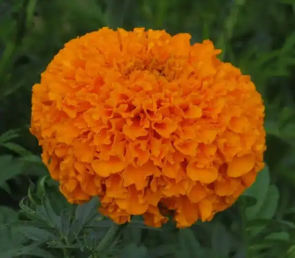 Tagetes erecta (Marigold) QIS® Imperiale Orange