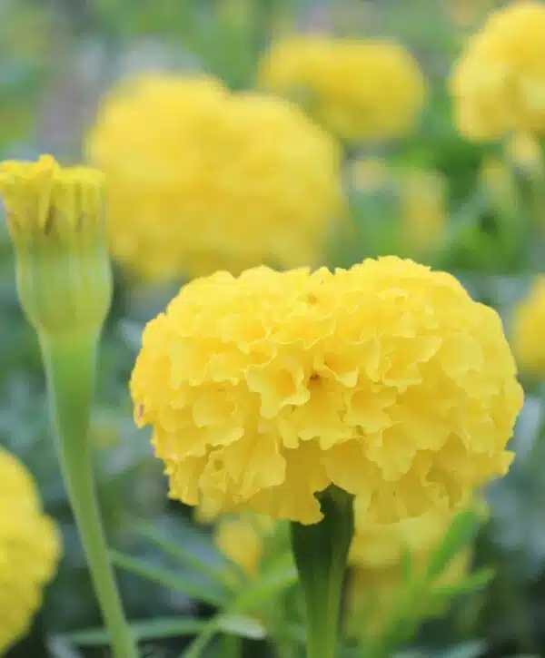 Tagetes erecta (Marigold) QIS® Imperiale Yellow