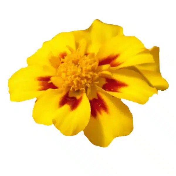 Tagetes patula nana (Marigold) Disco Marietta - Afbeelding 2
