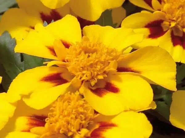 Tagetes patula nana (Marigold) Disco Marietta - Afbeelding 3