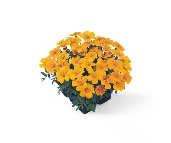 Tagetes patula nana (Marigold) Disco Orange - Afbeelding 3