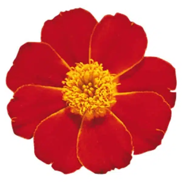 Tagetes patula nana (Marigold) Disco Red - Afbeelding 2