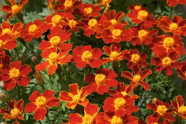 Tagetes patula nana (Marigold) Disco Red - Afbeelding 3