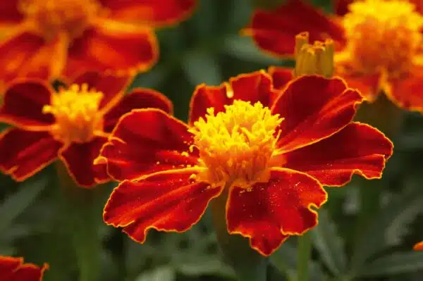 Tagetes patula nana (Marigold) Disco Red - Afbeelding 4