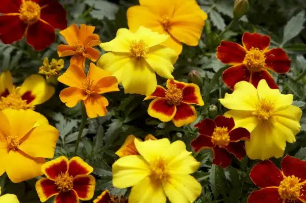 Tagetes patula nana (Marigold) Disco mixture - Afbeelding 3