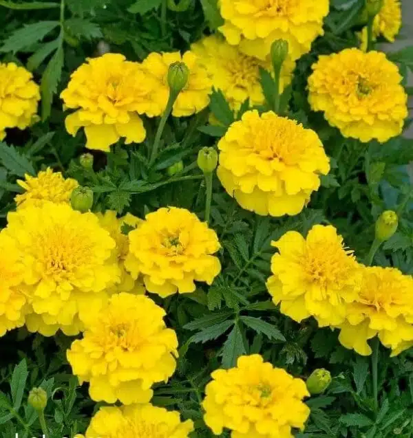 Tagetes patula nana (souci) Yellow Boy