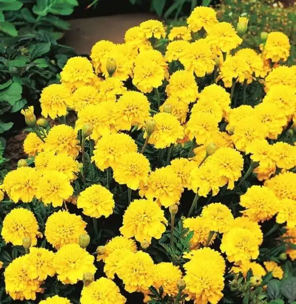 Tagetes patula nana (Souci) Yellow Boy - Image 2