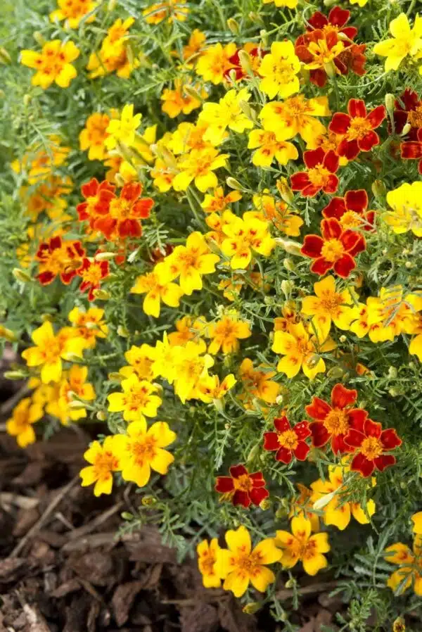 Tagetes tenuifolia (Caléndula) Mezcla Starfire