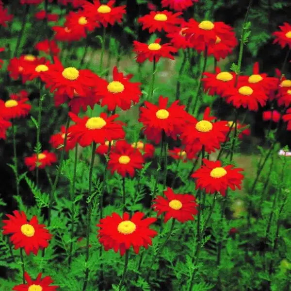 Tanacetum coccineum (sin. Piretro / Crisantemo) Carmesí de Robinson