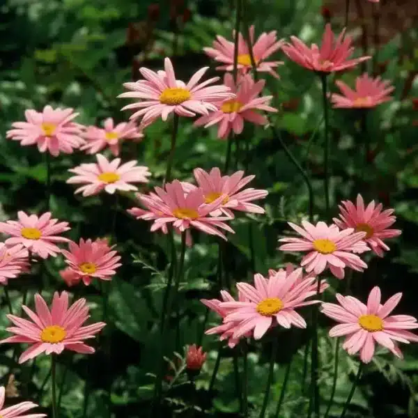Tanacetum coccineum (syn. Pyrethrum / Chrysanthemum) Robinson&#39;s Rose