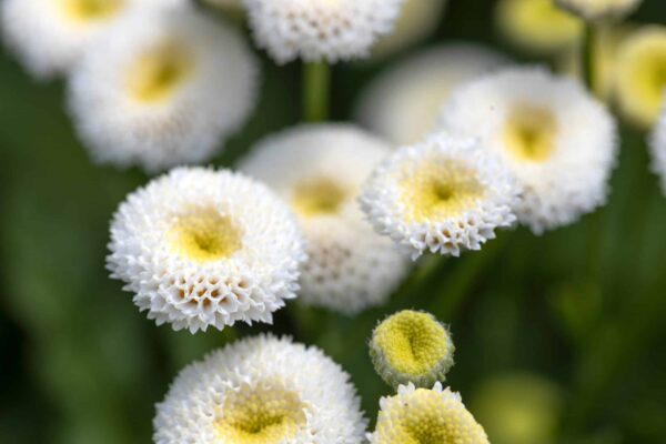 Tanacetum parthenium (Matricaria) Baya® - Малюнак 2