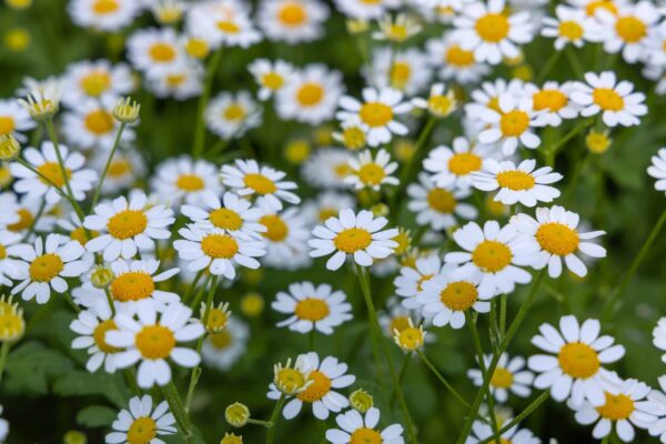 Tanacetum parthenium (Matricaria) Kampagne – Bild 2