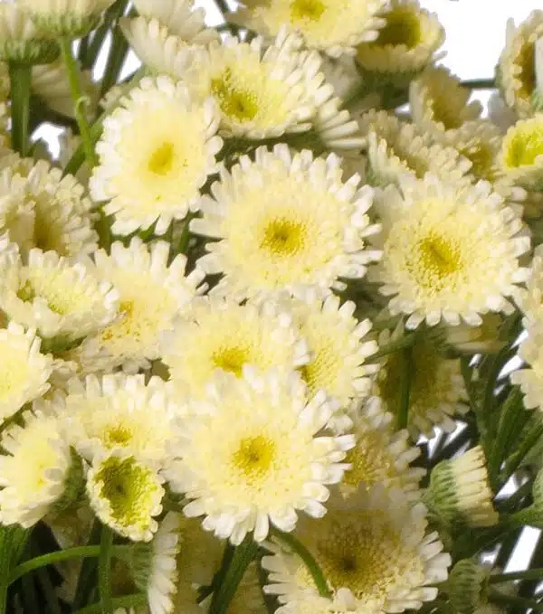 Tanacetum parthenium (Matricaria) Orinoco - Bild 2
