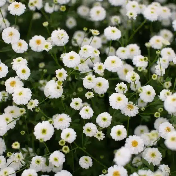 Танацэтум парфеніум (Matricaria) QIS® Tetra White Wonder - Выява 4