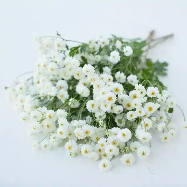 Танацэтум парфеніум (Matricaria) QIS® Tetra White Wonder - Выява 3