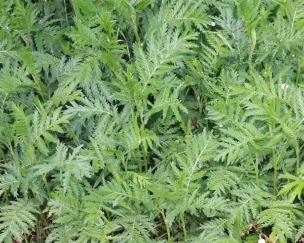 Tanacetum vulgare (Tanaceto) - Immagine 2