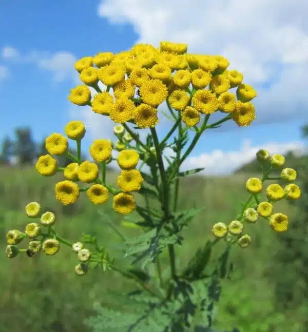 Tanacetum vulgare (Tanaceto) - Immagine 3