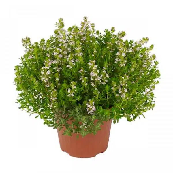Thymus vulgaris (Timjan) - Bild 2