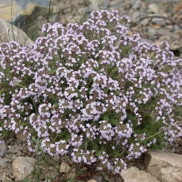 Thymus vulgaris (Timjan)