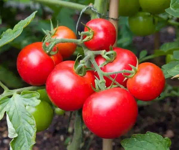 Tomate (Solanum lycopersicum) Ailsa Craig