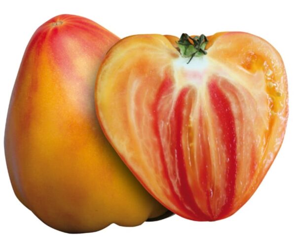 Tomato (Solanum lycopersicum) Anacoeur