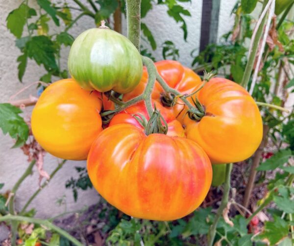 Tomato (Solanum lycopersicum) Ananas