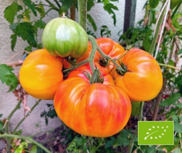 Tomato (Solanum lycopersicum) Ananas BIO