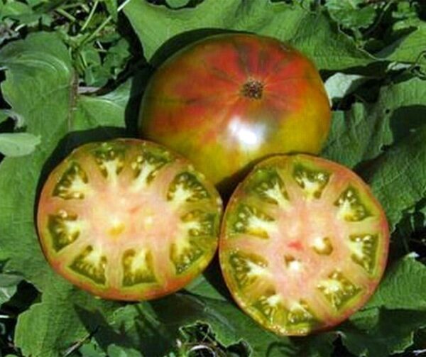 Tomato (Solanum lycopersicum) Ananas Noire  BIO - Afbeelding 2