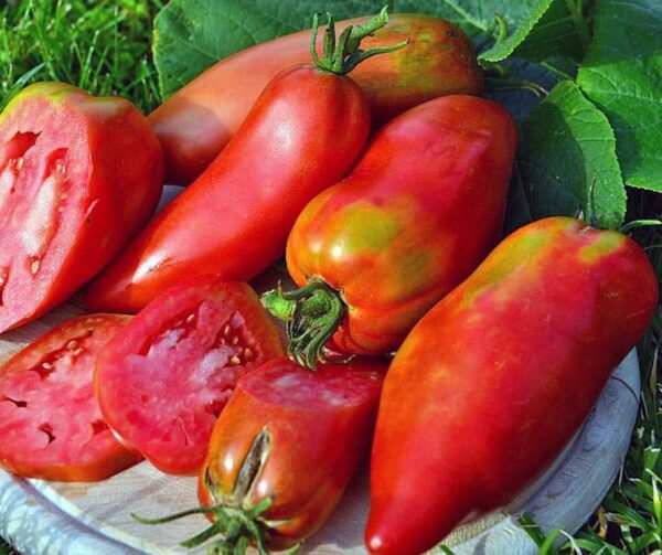 Tomato (Solanum lycopersicum) Andenhorn sel. Anca