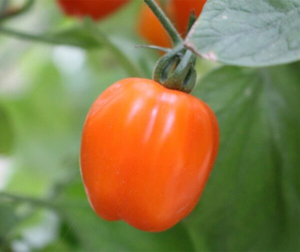 Tomato (Solanum lycopersicum) Appleberry Orange PhR F1 - Afbeelding 3