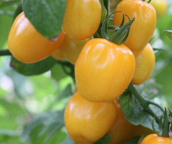 Tomato (Solanum lycopersicum) Appleberry Yellow PhR F1 - Afbeelding 2