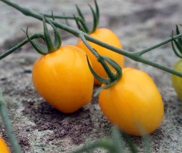 Tomato (Solanum lycopersicum) Appleberry Yellow PhR F1