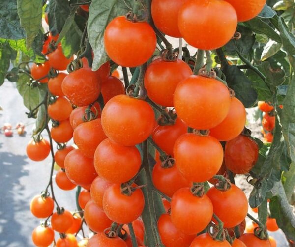 Tomato (Solanum lycopersicum) Aprikola F1