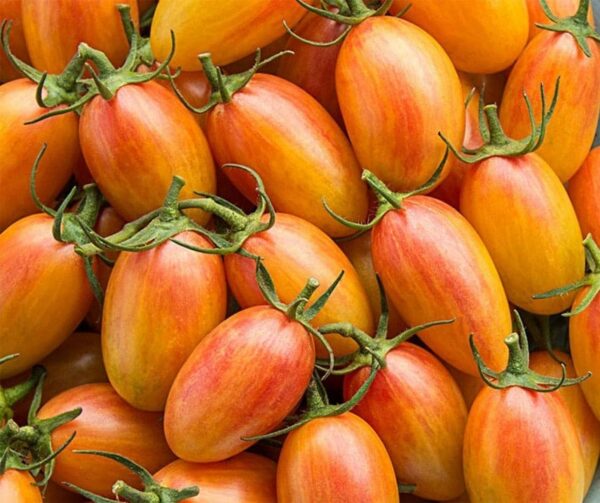 Pomodoro (Solanum lycopersicum) Artisan Blush Tiger