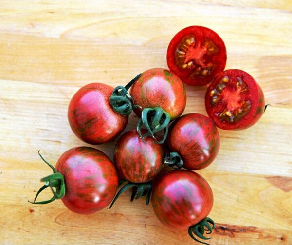 Tomate (Solanum lycopersicum) Artisan Purple Bumble Bee