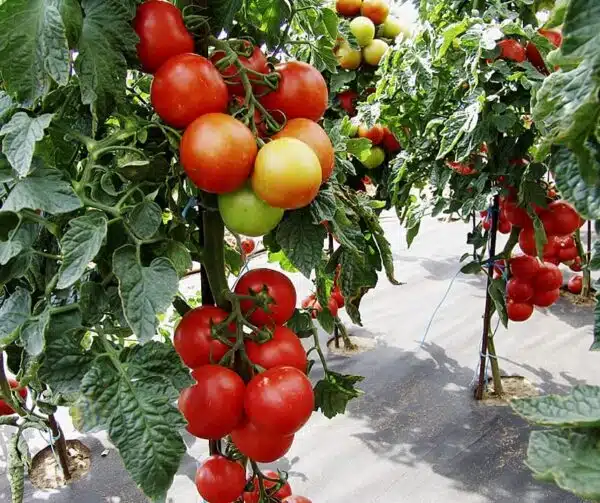 Tomato (Solanum lycopersicum) Ateron F1
