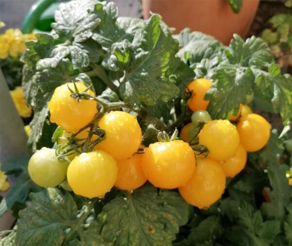 Tomate (Solanum lycopersicum) Aztek