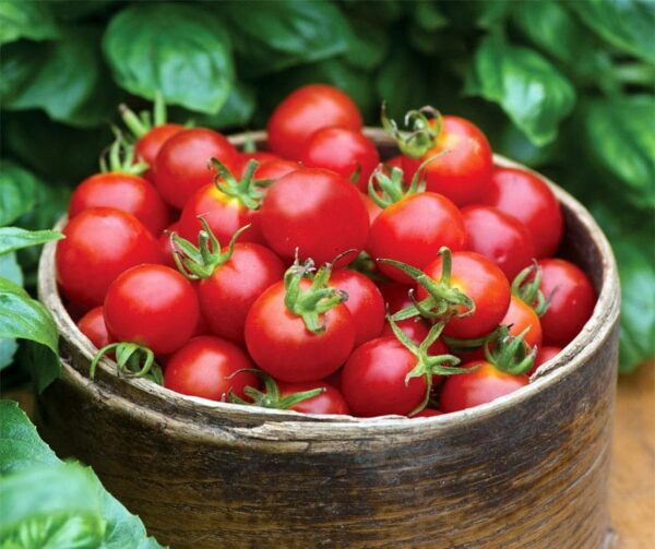 Tomato (Solanum lycopersicum) Baby Boomer F1
