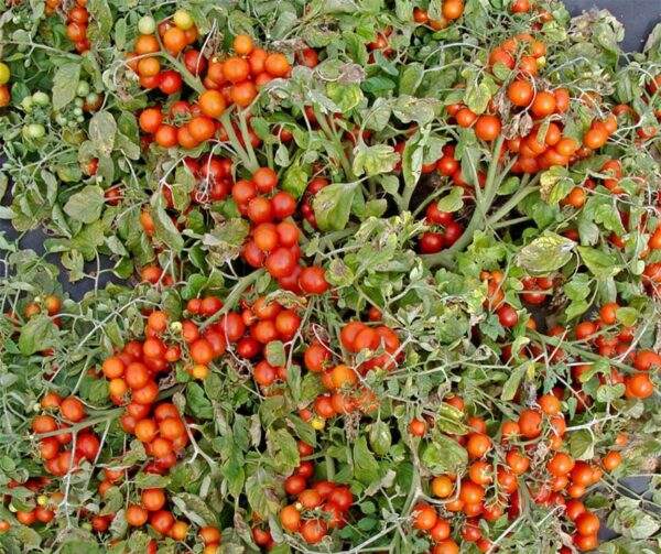 Tomate (Solanum lycopersicum) Bajaja - Image 2