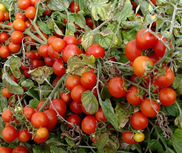 Tomate (Solanum lycopersicum) Bajaja