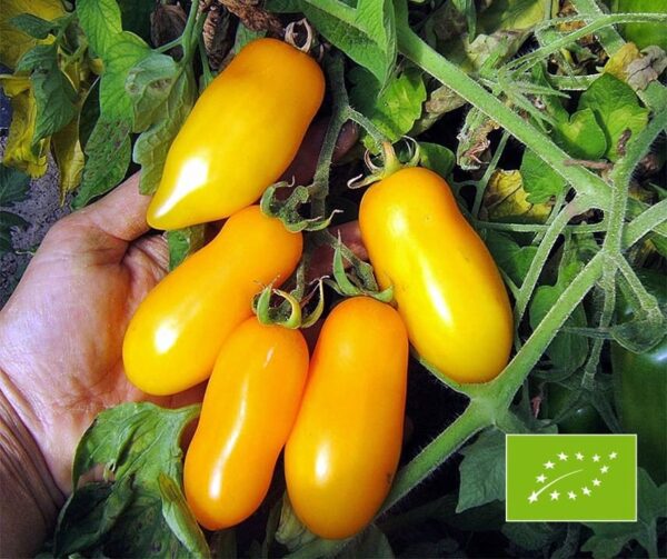 Tomato (Solanum lycopersicum) Banana Legs BIO