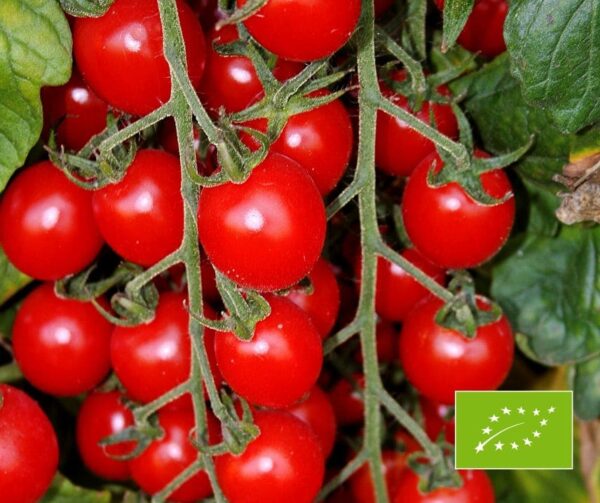 Tomato (Solanum lycopersicum) Bartelly F1 BIO