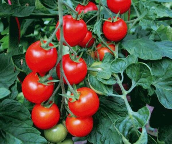 Pomodoro (Solanum lycopersicum) Bejbino F1