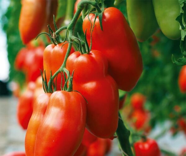 Tomate (Solanum lycopersicum) Bellandine F1 - Bild 2