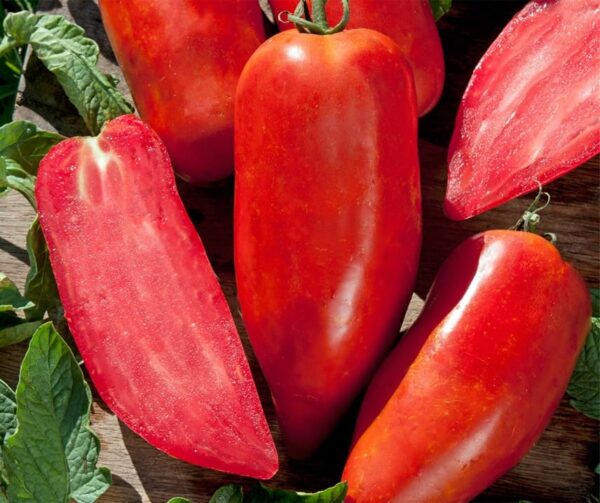 Tomate (Solanum lycopersicum) Bellandine F1 - Bild 3