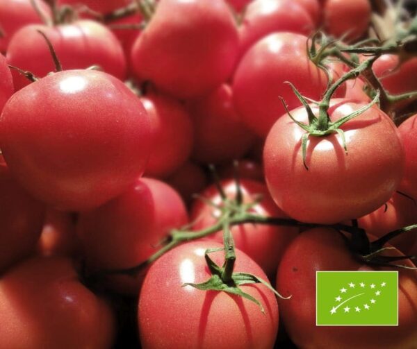 Tomato (Solanum lycopersicum) Berner Rose BIO