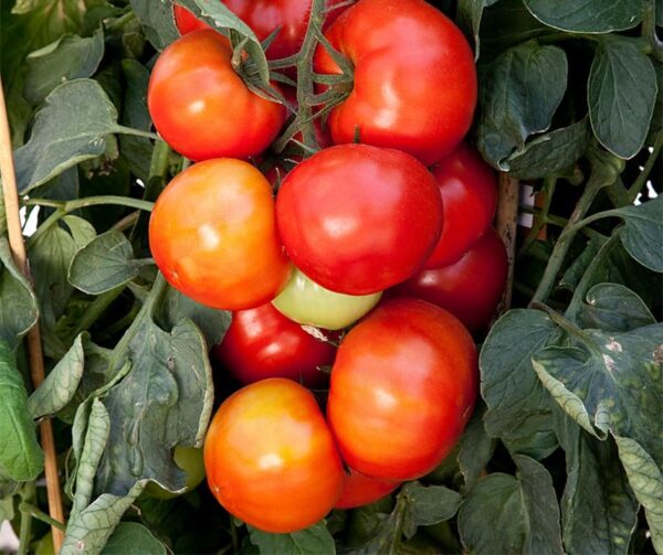 Tomato (Solanum lycopersicum) Big League F1